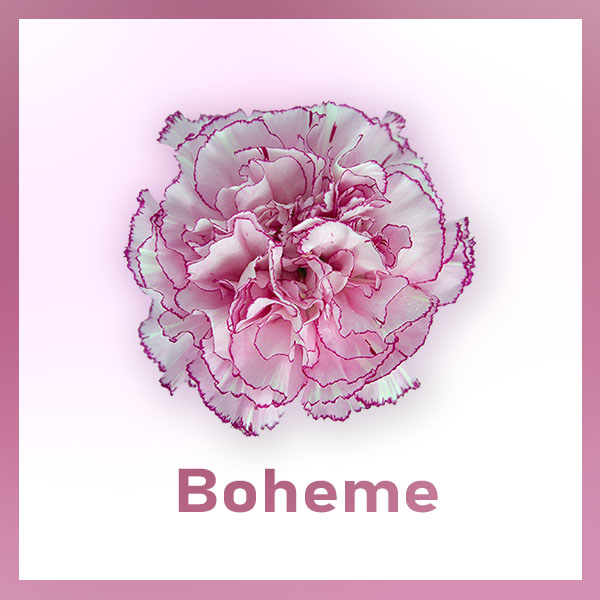 Imagen destacada del producto