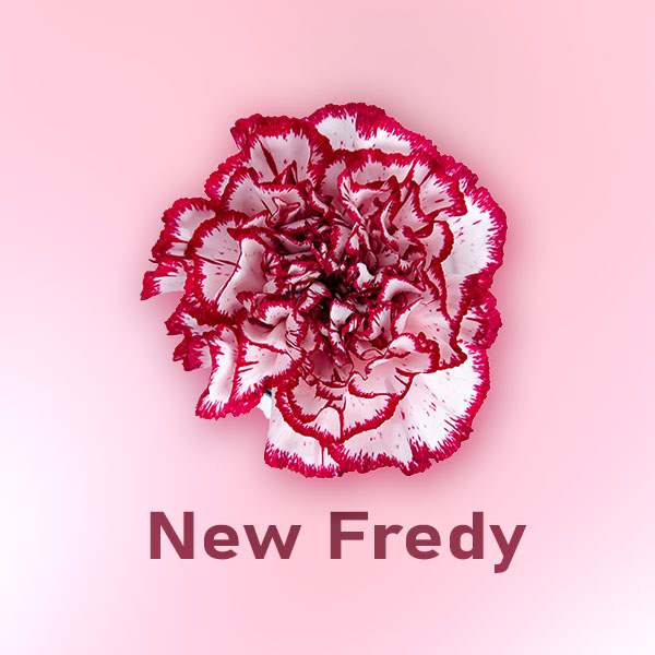 Imagen destacada del producto