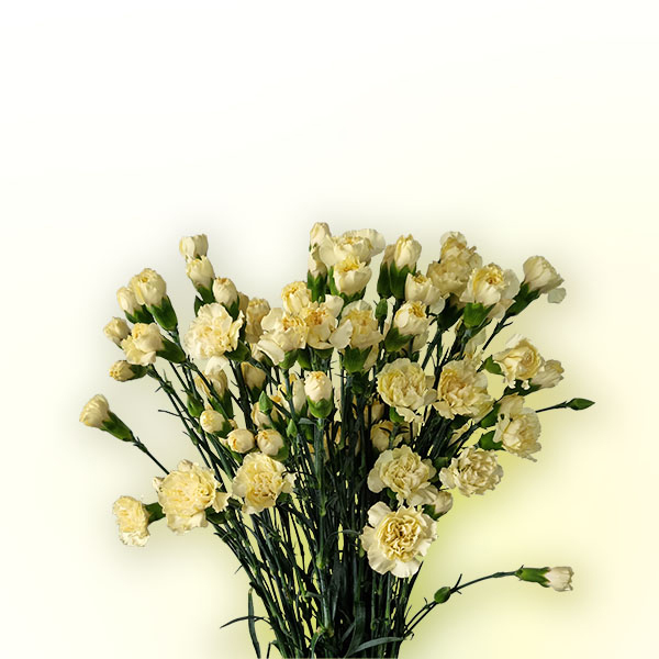 Imagen destacada del producto