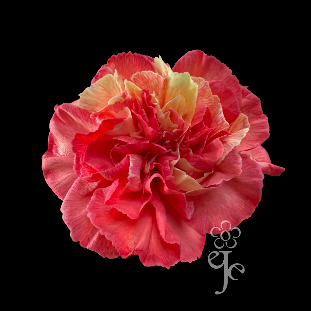 Imagen destacada del producto