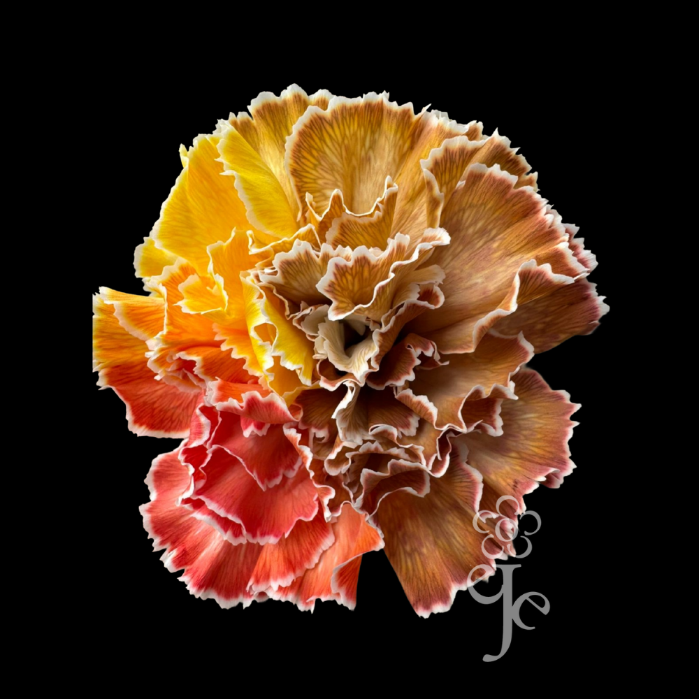 Imagen destacada del producto