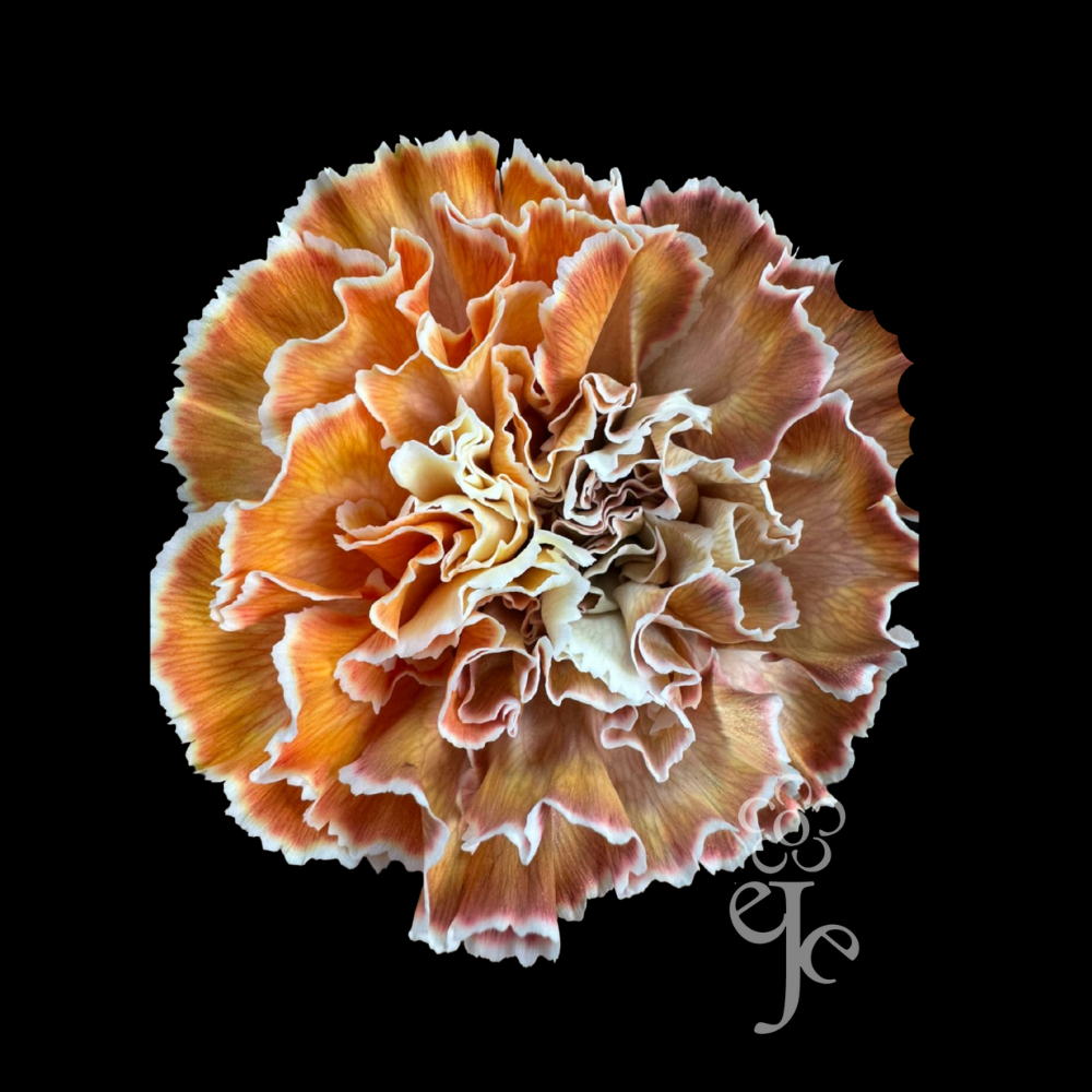 Imagen destacada del producto