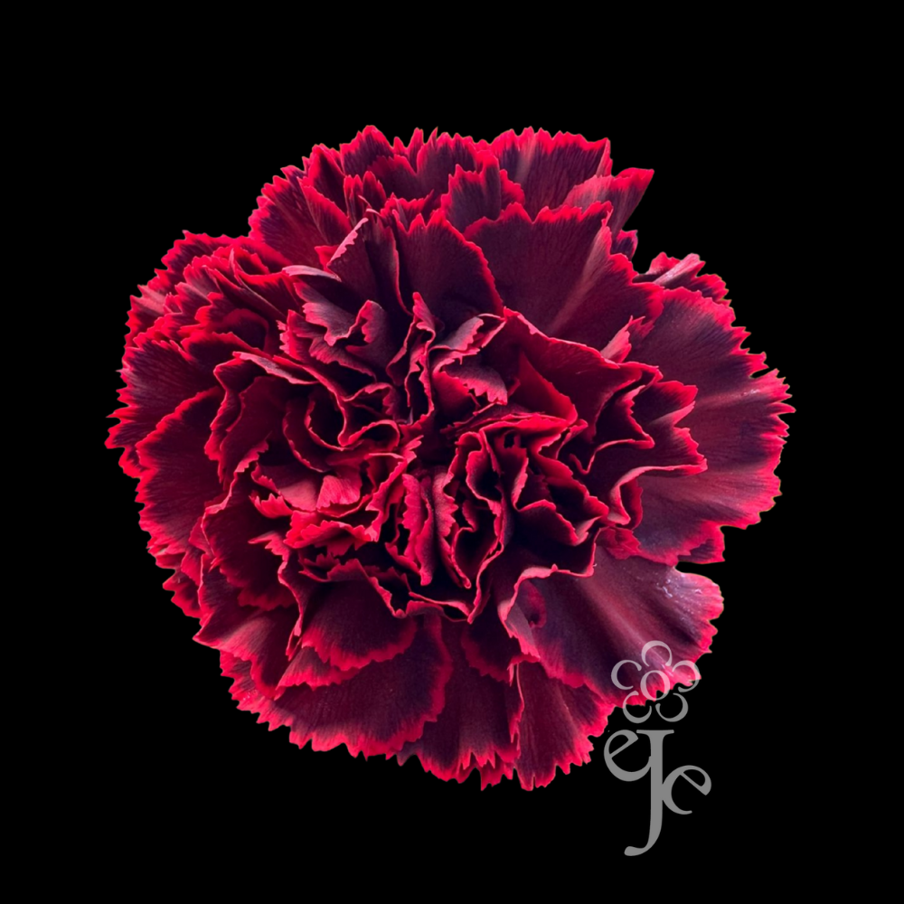 Imagen destacada del producto