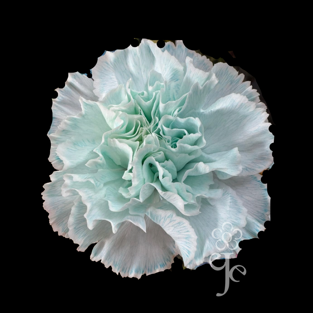 Imagen destacada del producto