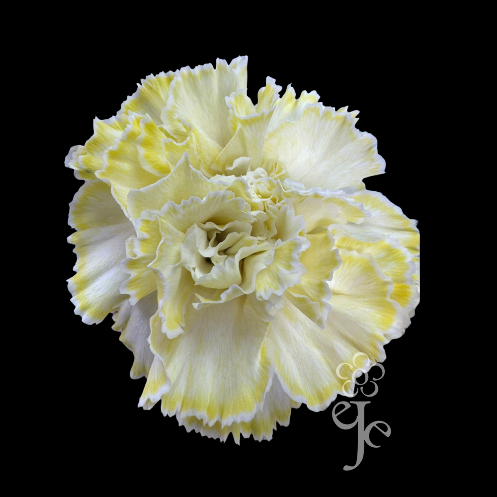 Imagen destacada del producto