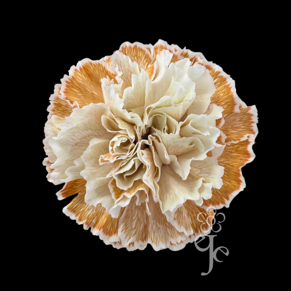 Imagen destacada del producto