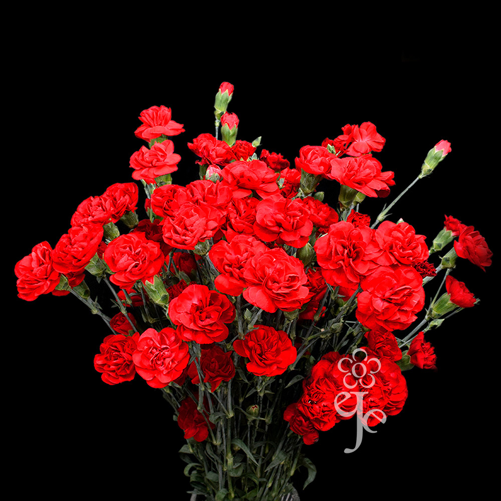 Imagen destacada del producto