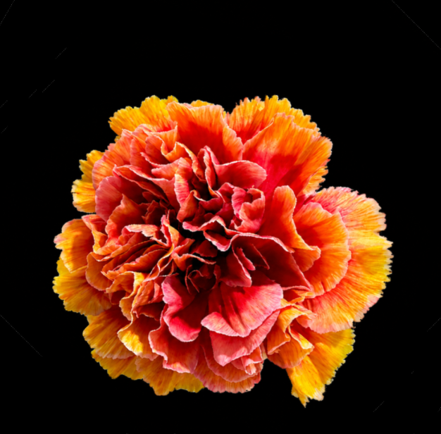 Curly Yellow