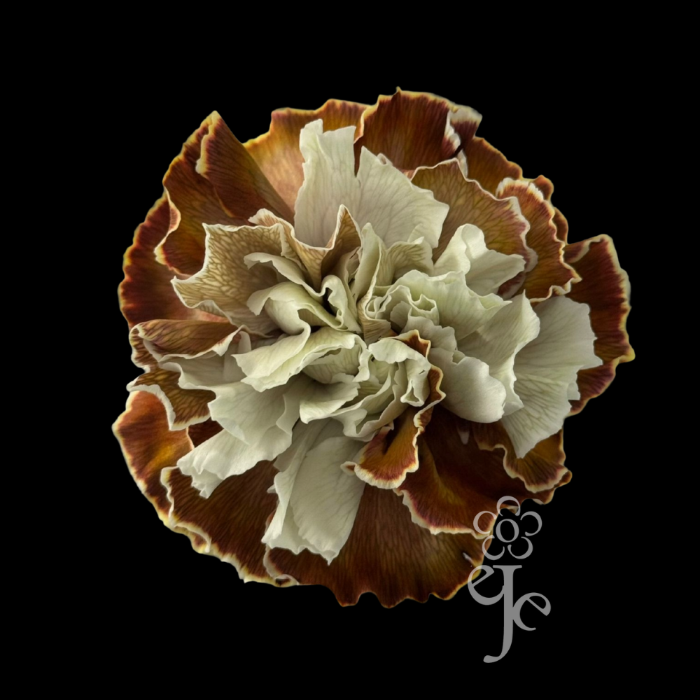 Imagen destacada del producto