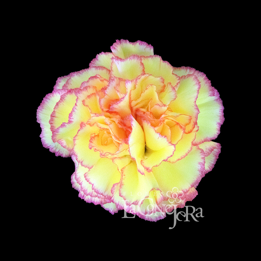 Imagen destacada del producto