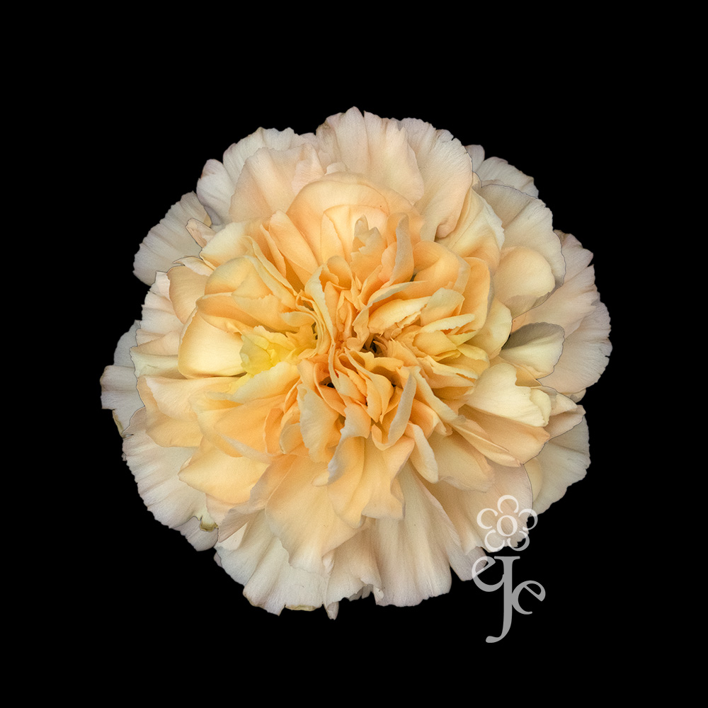 Imagen destacada del producto