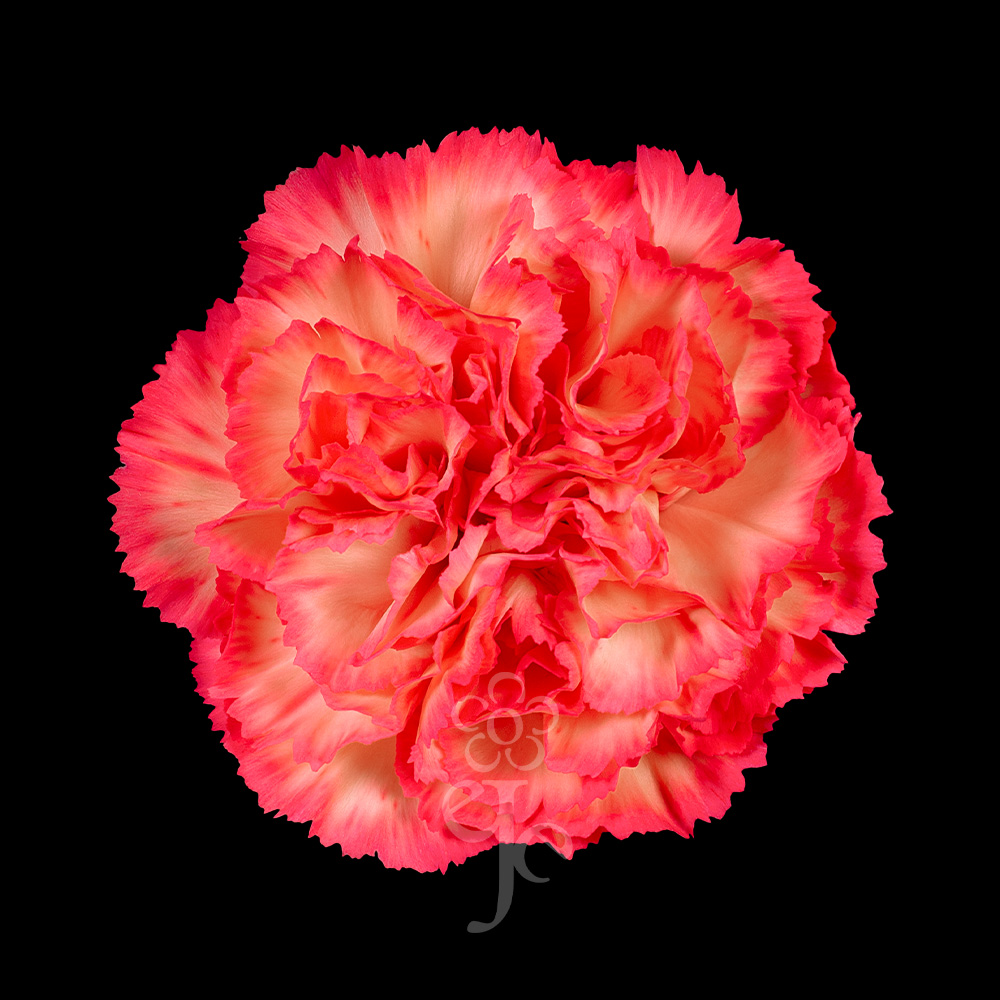 Imagen destacada del producto