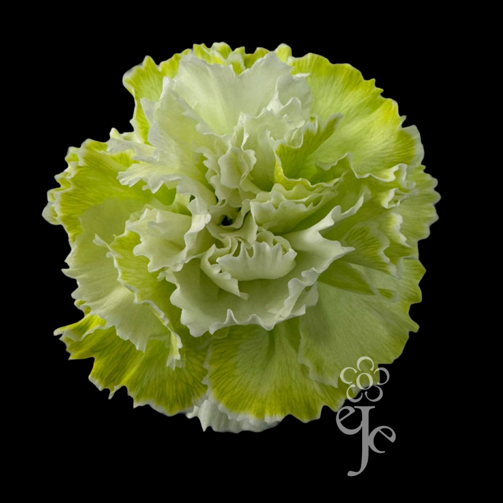 Imagen destacada del producto