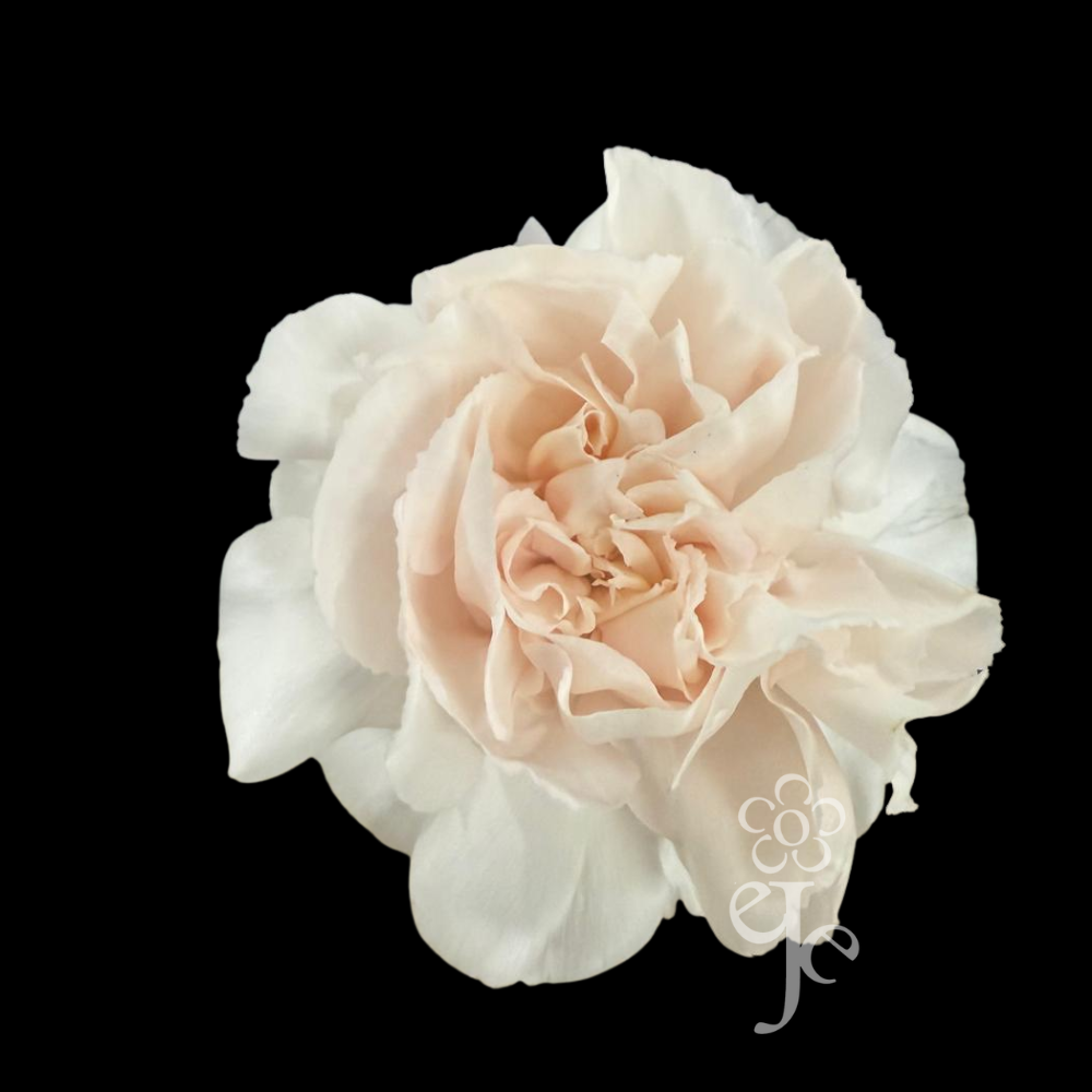 Imagen destacada del producto