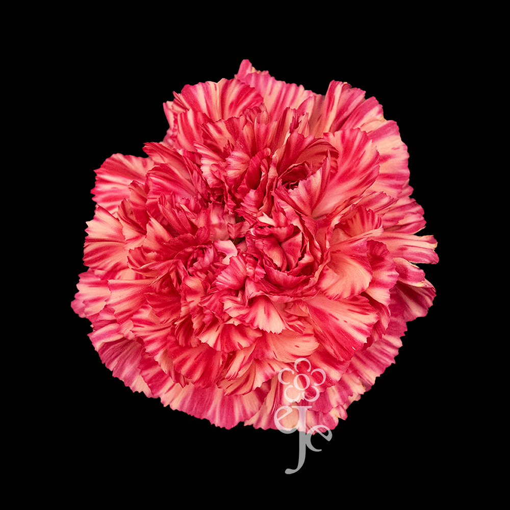 Imagen destacada del producto