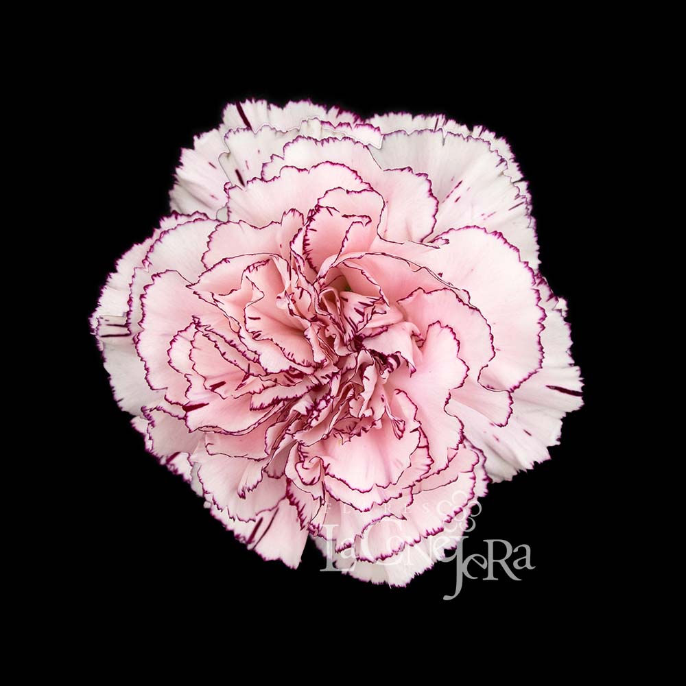 Imagen destacada del producto