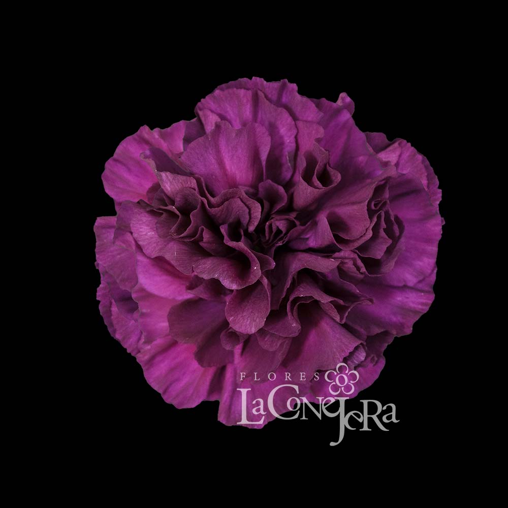 Imagen destacada del producto