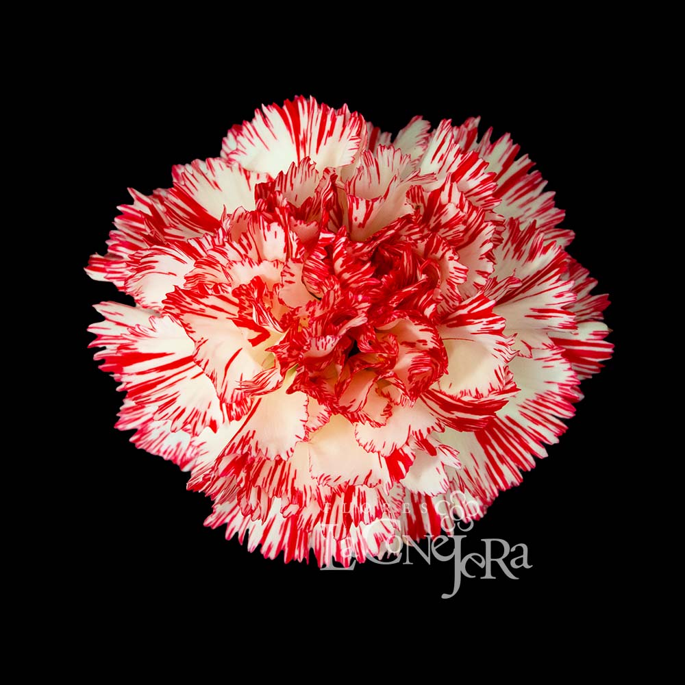 Imagen destacada del producto