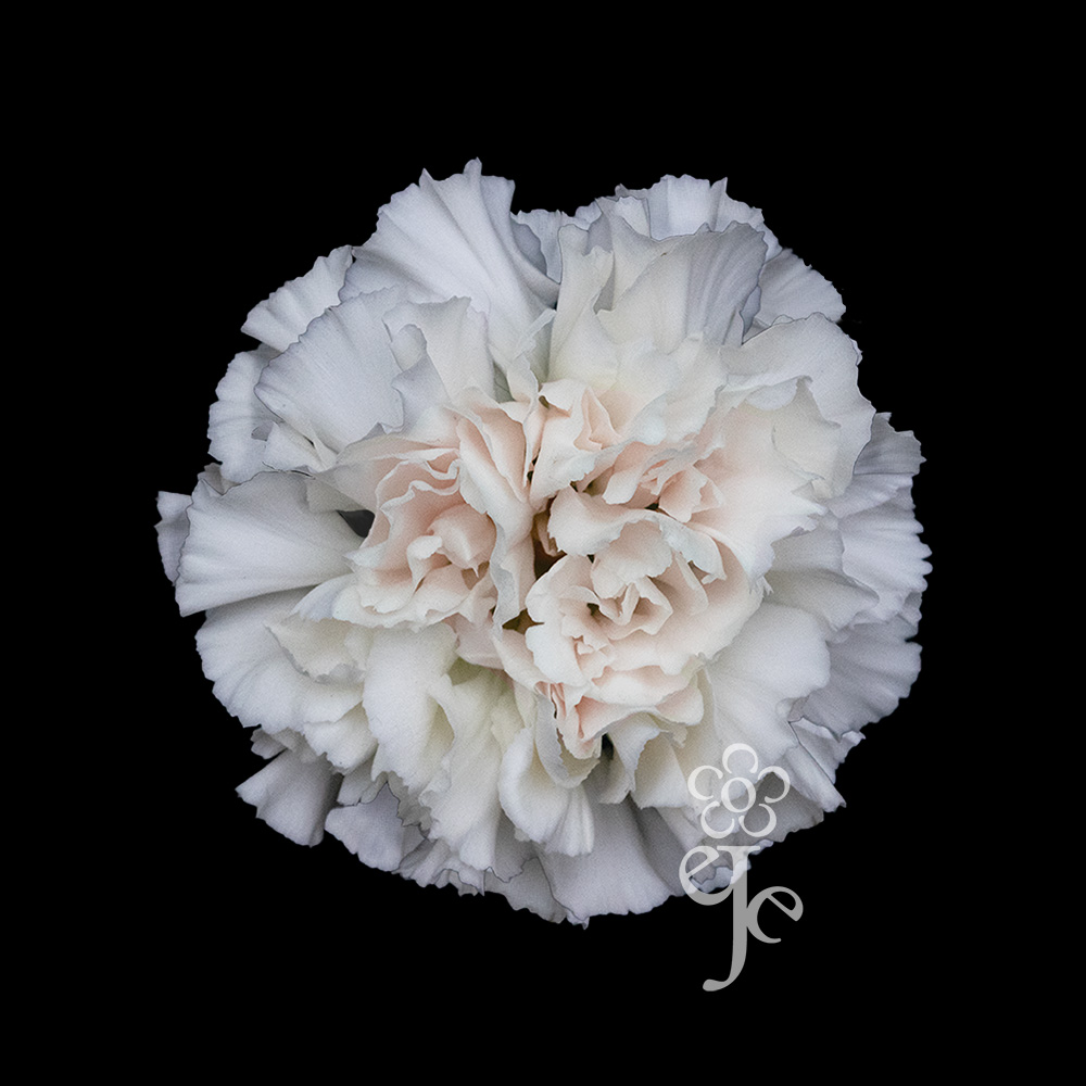 Imagen destacada del producto