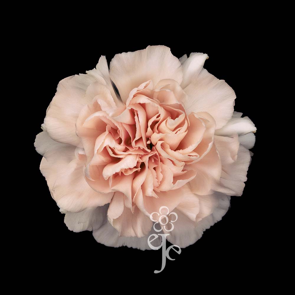 Imagen destacada del producto