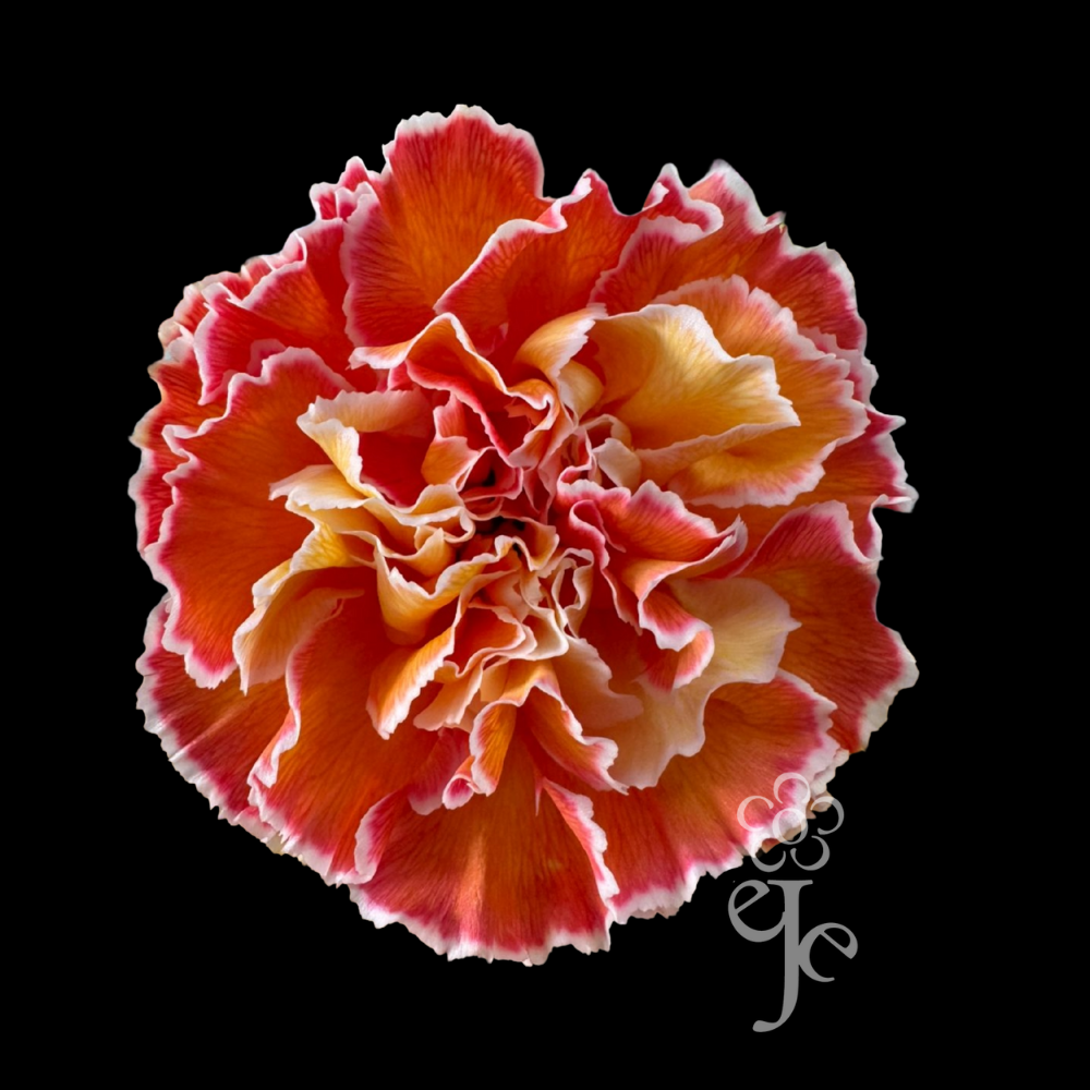 Imagen destacada del producto