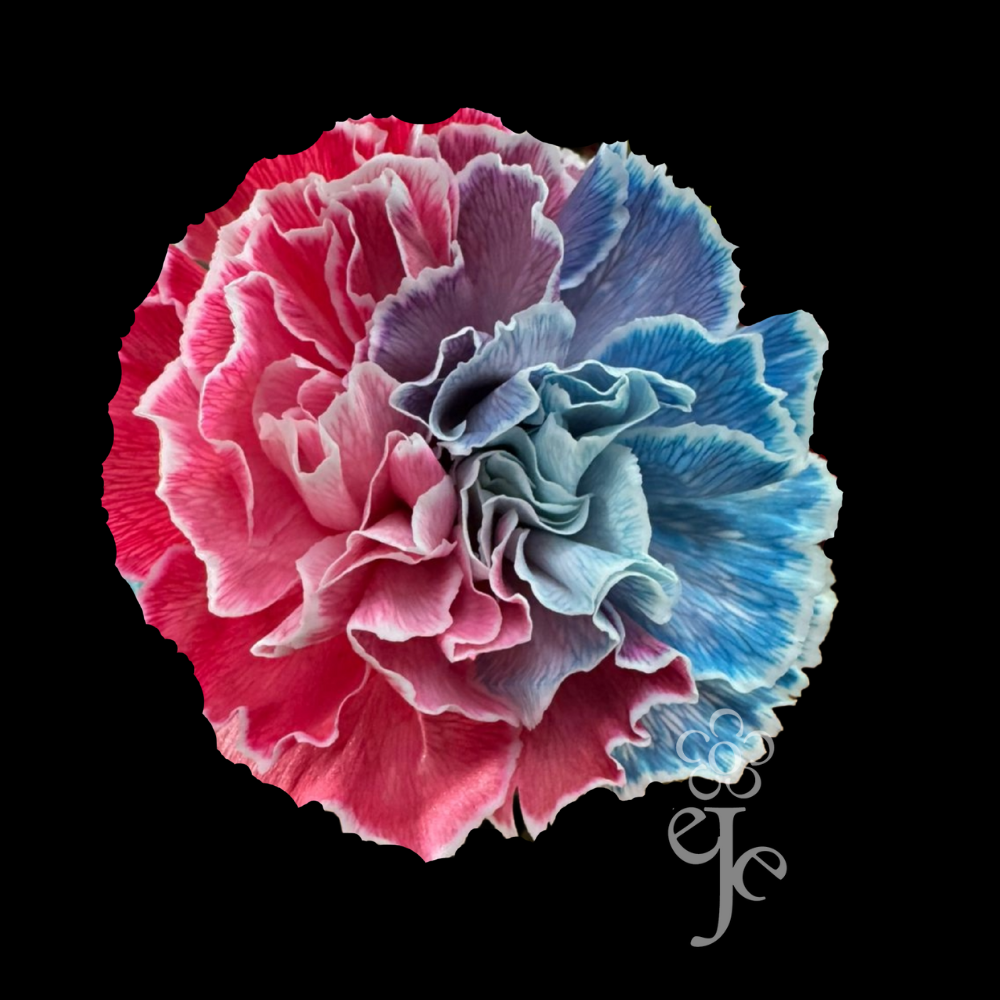 Imagen destacada del producto