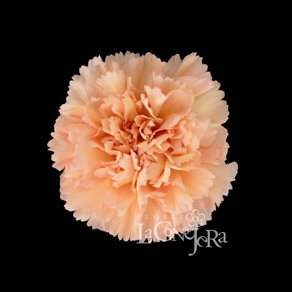 Imagen destacada del producto