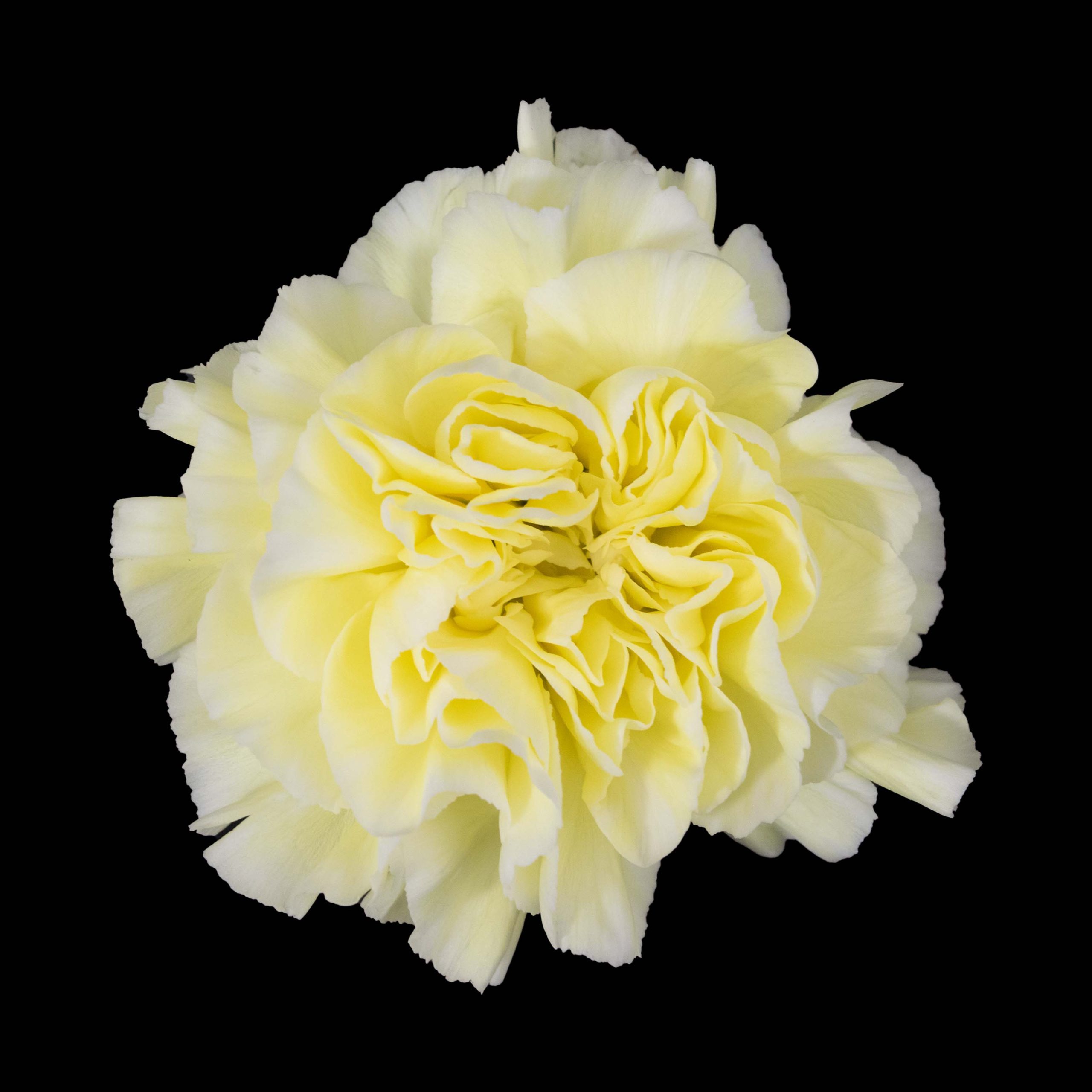 Imagen destacada del producto