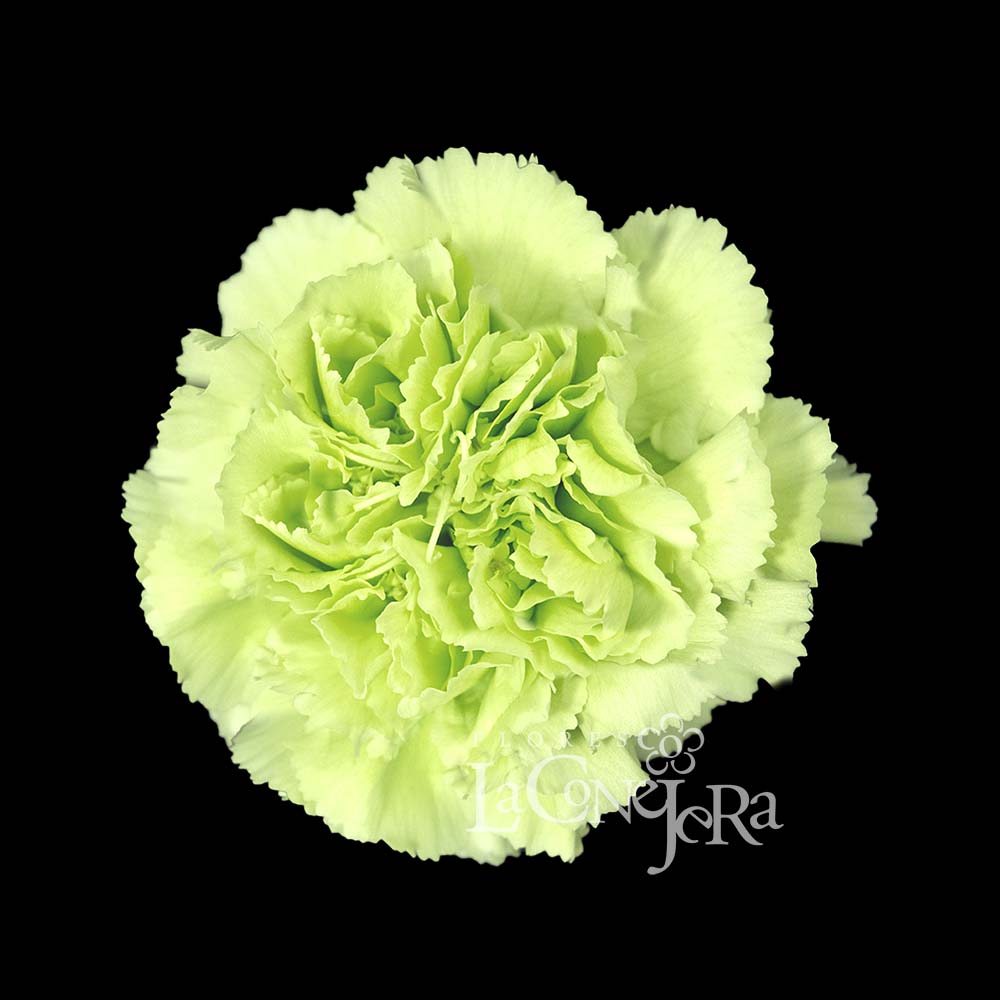 Imagen destacada del producto