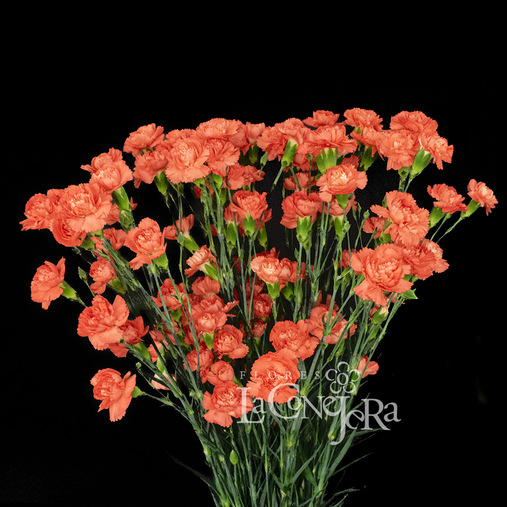 Imagen destacada del producto