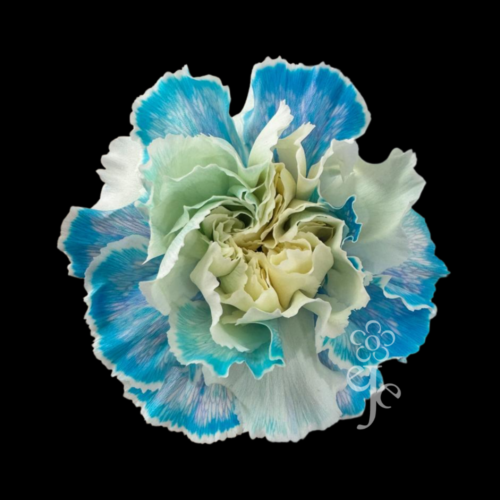 Imagen destacada del producto