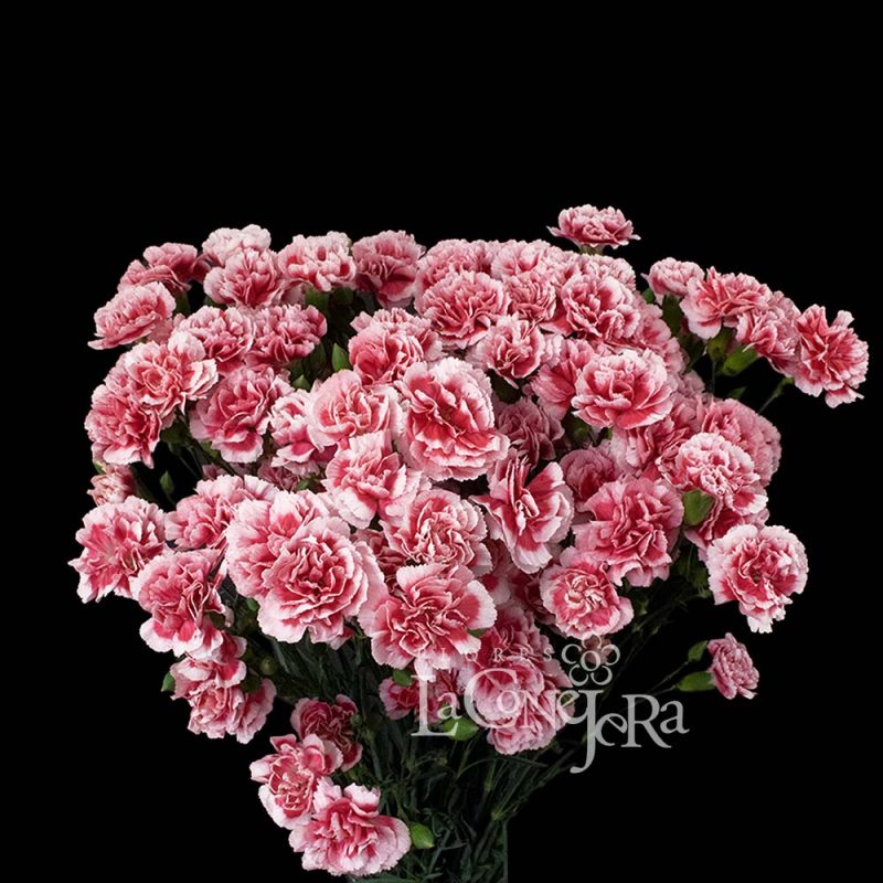 Scarlette Plus