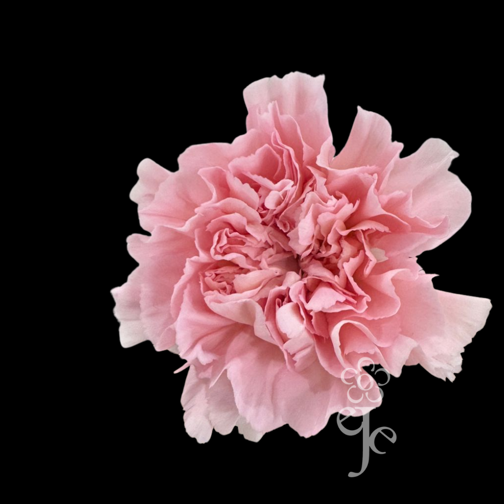 Imagen destacada del producto