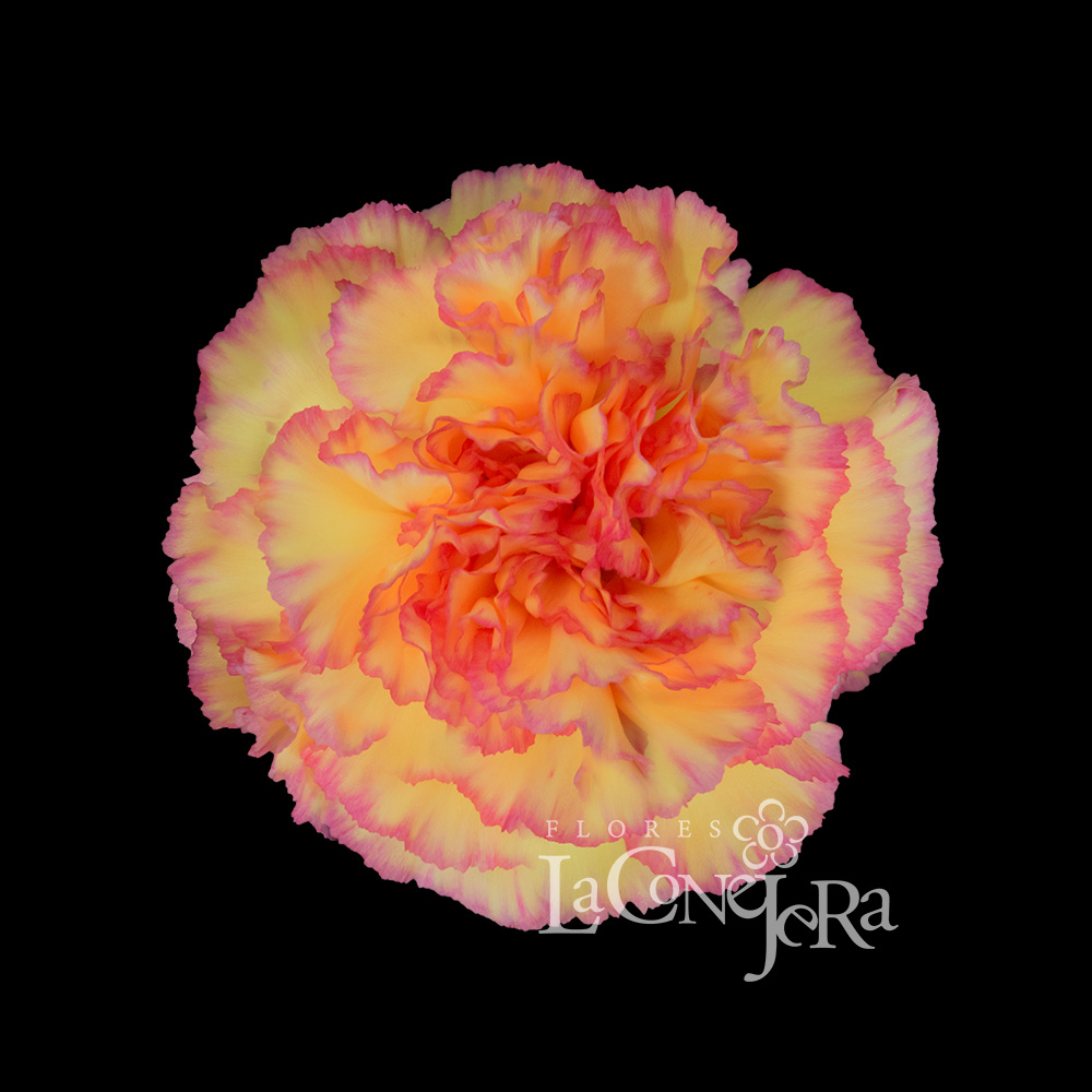 Imagen destacada del producto