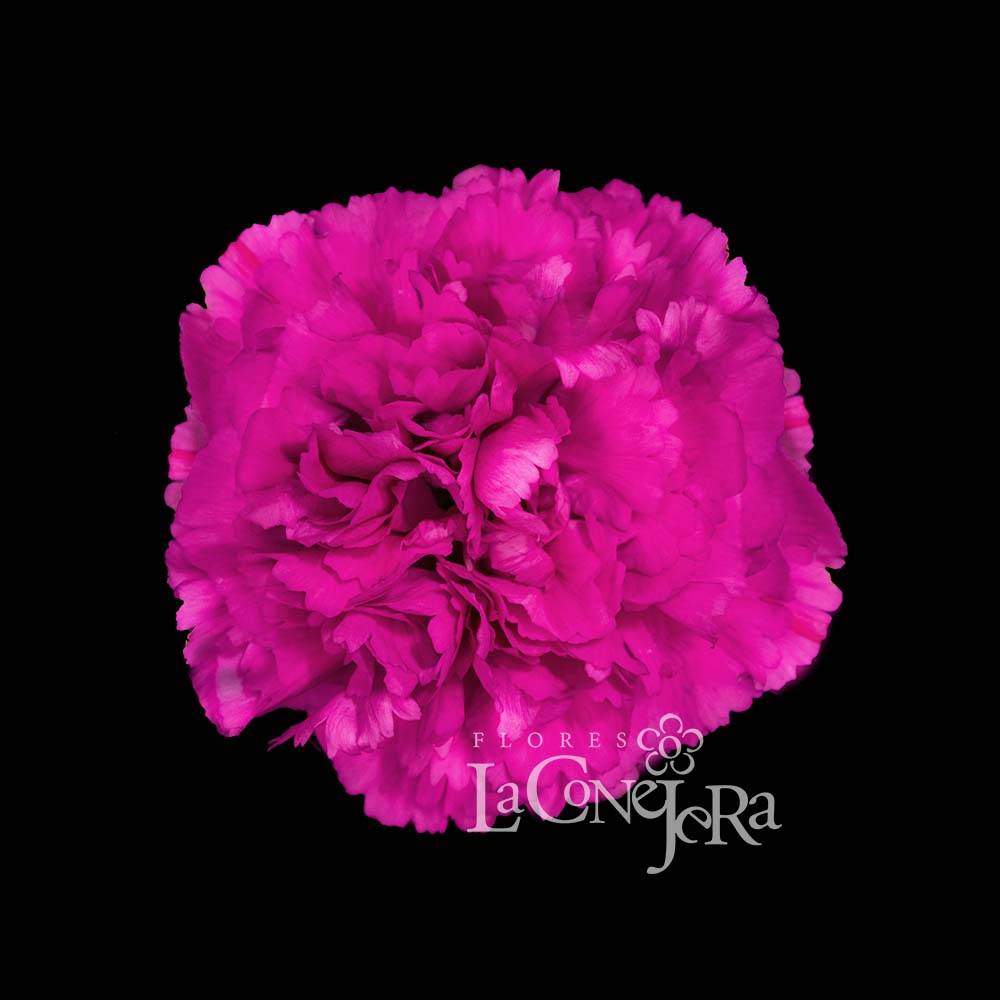 Imagen destacada del producto