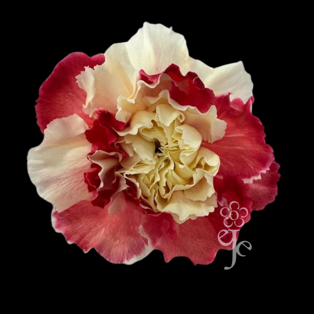 Imagen destacada del producto