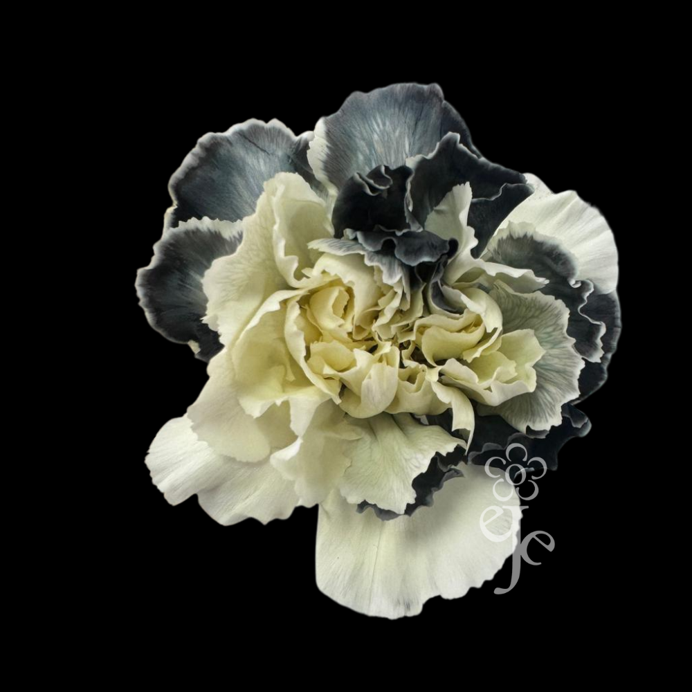 Imagen destacada del producto