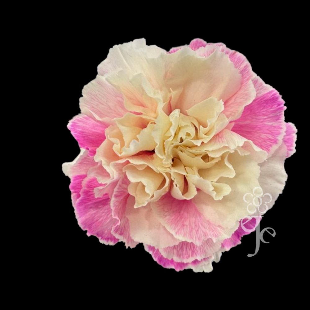 Imagen destacada del producto