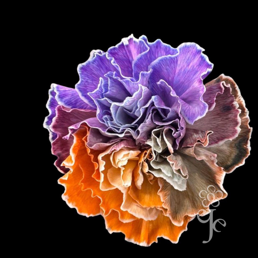 Imagen destacada del producto