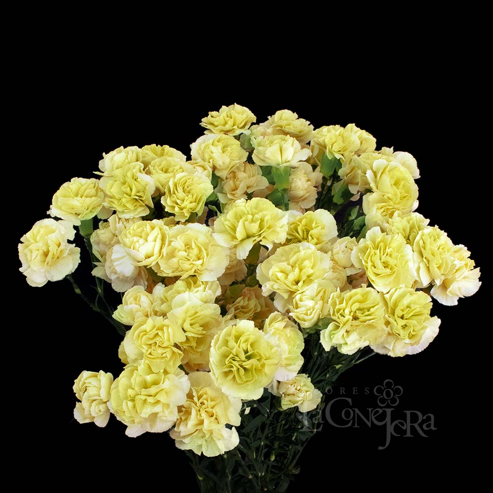 Imagen destacada del producto