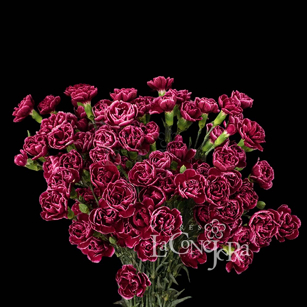 Imagen destacada del producto