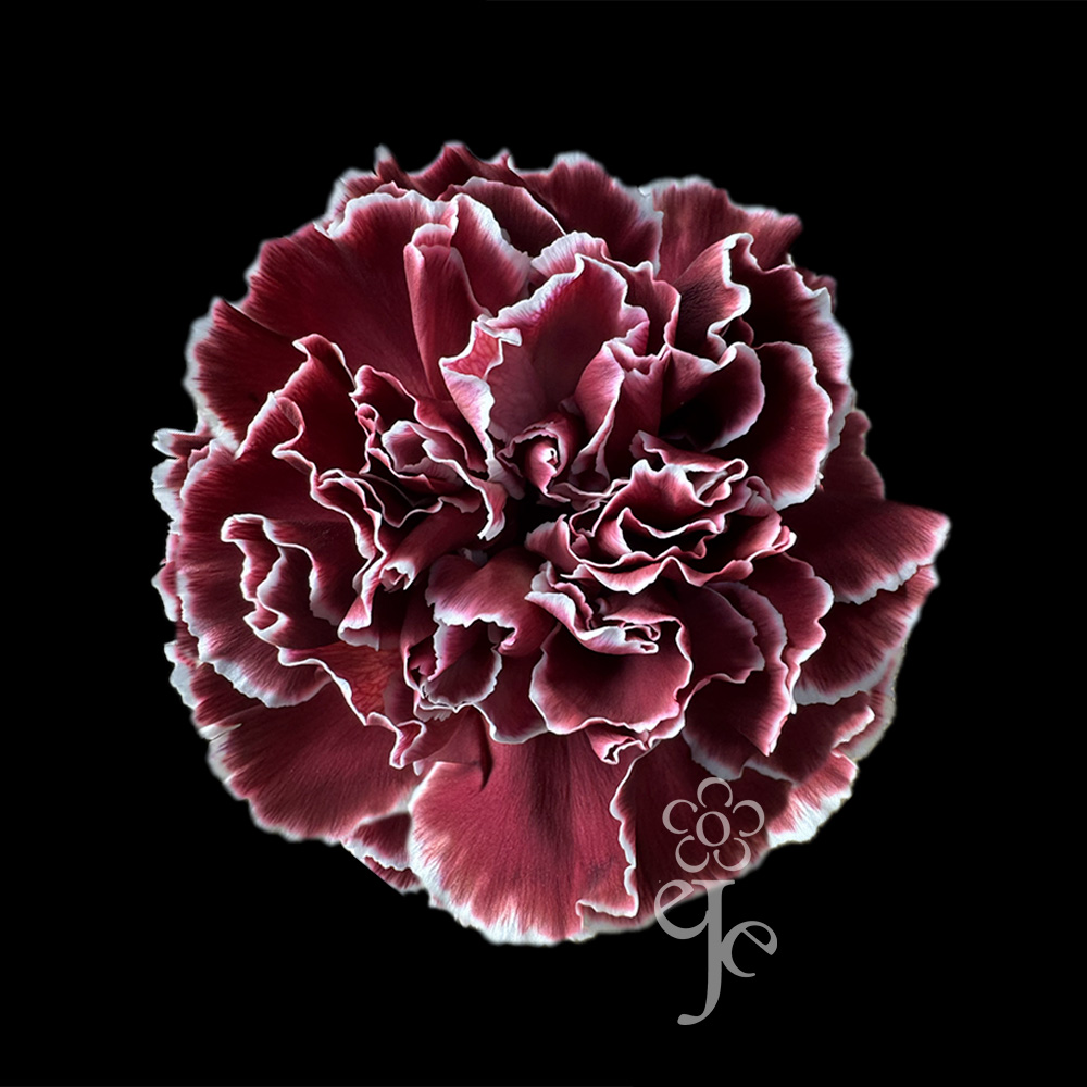 Imagen destacada del producto