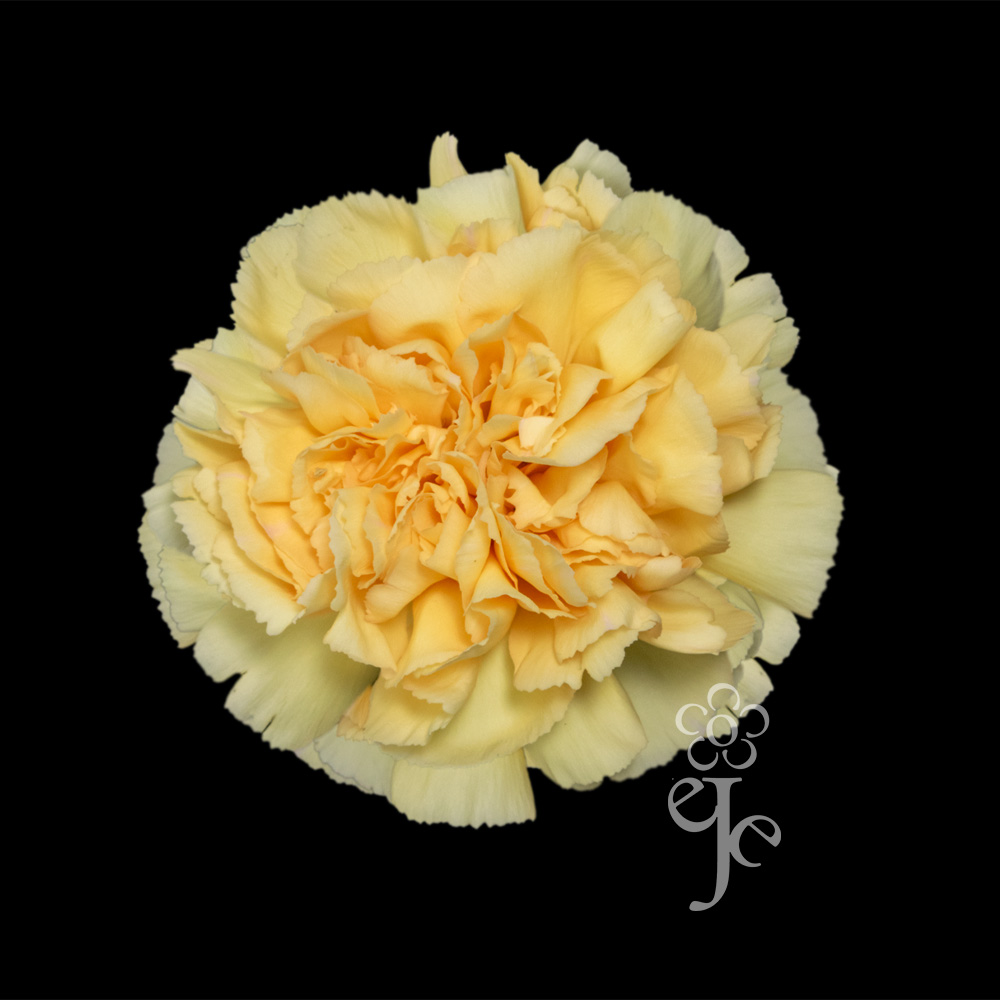 Imagen destacada del producto