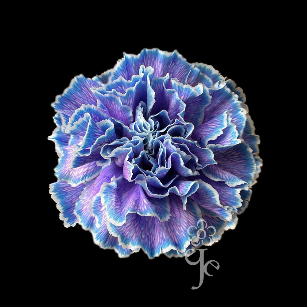 Imagen destacada del producto