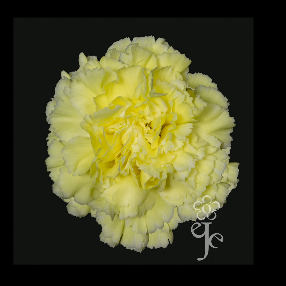 Imagen destacada del producto